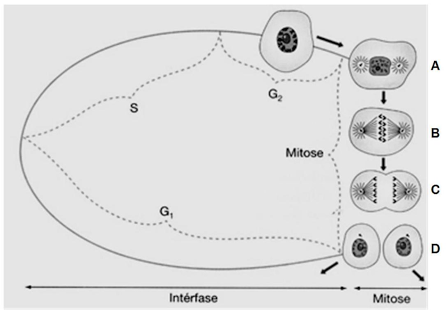 Fases do ciclo celular (artigo)